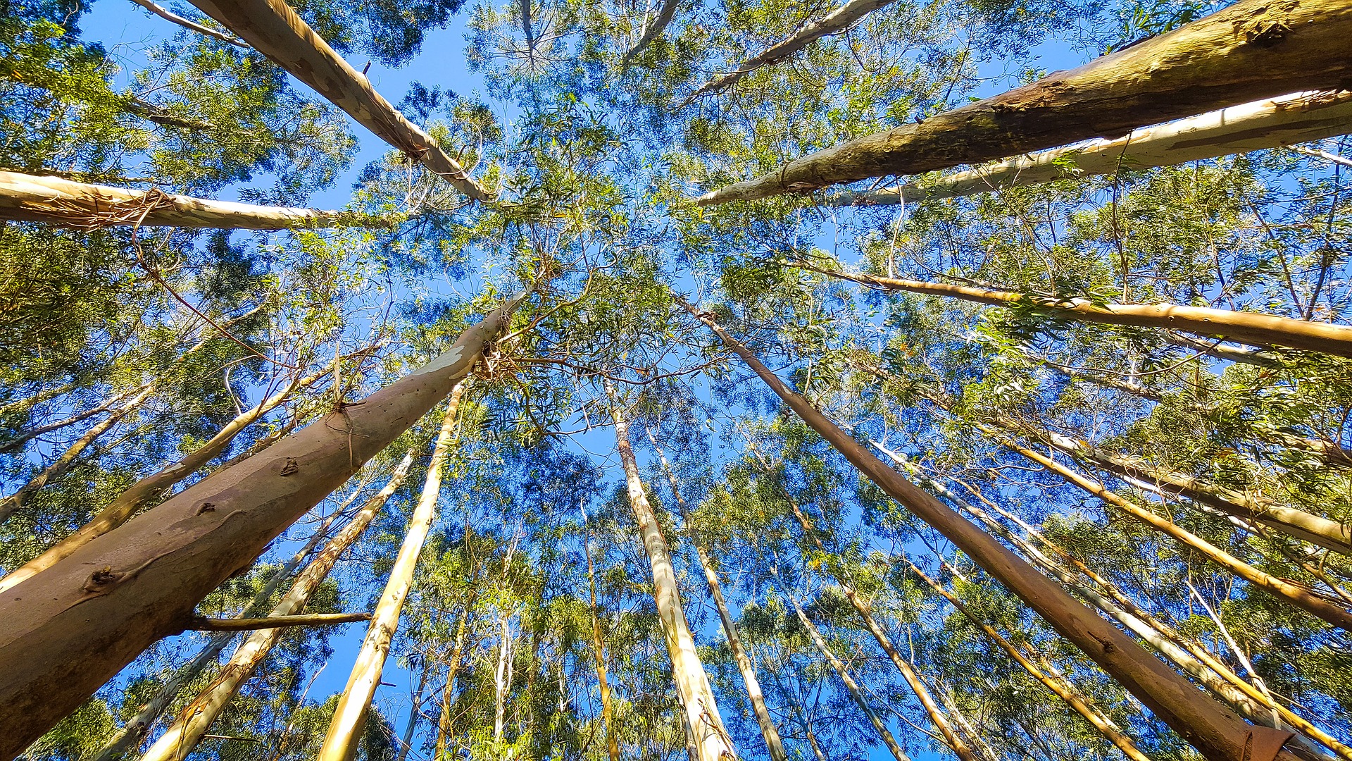 Altri aponta Lugo como localização ideal para biofábrica de fibras sustentáveis na Galiza