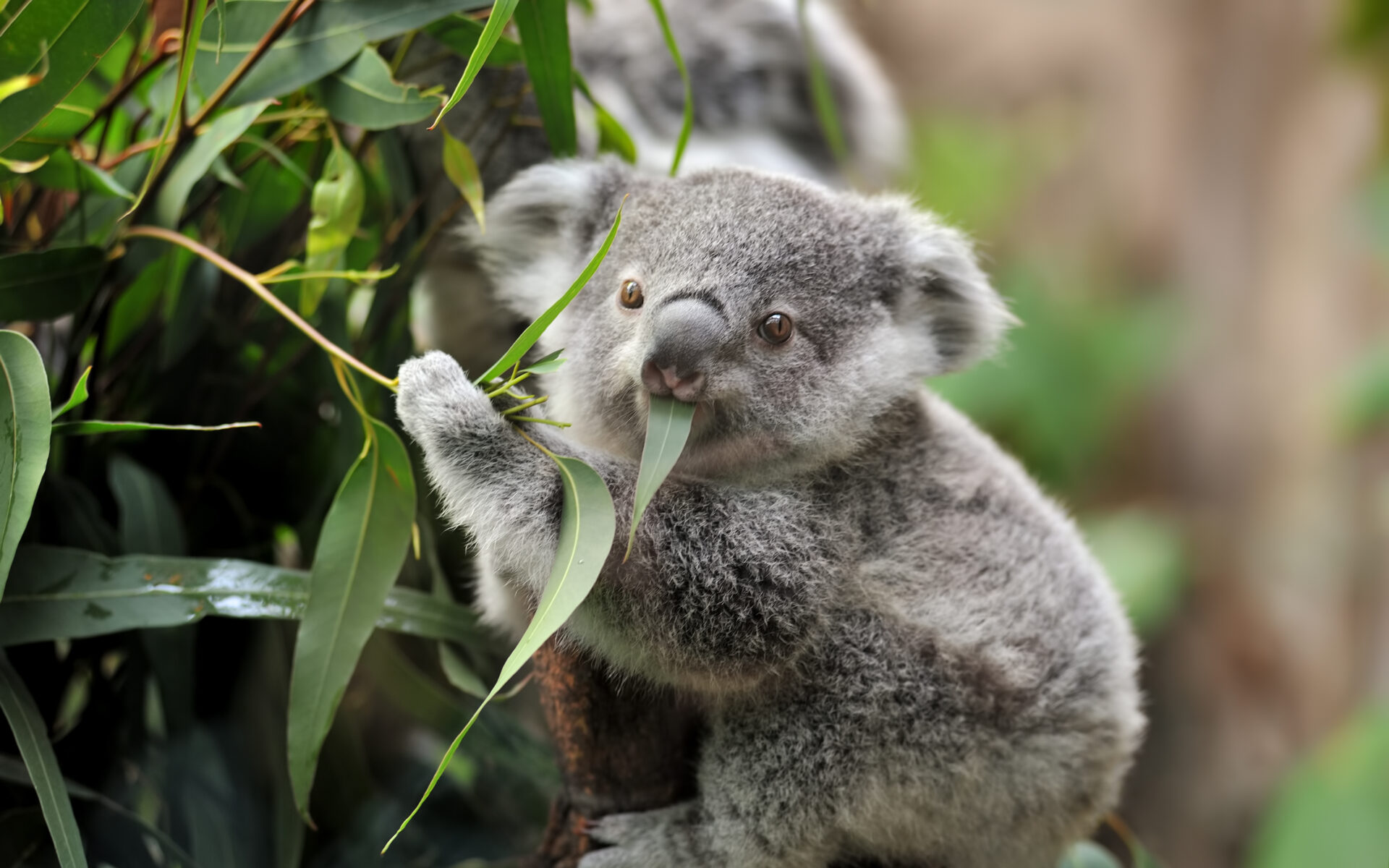 Protocolo com Jardim Zoológico apoia alimentação dos koalas